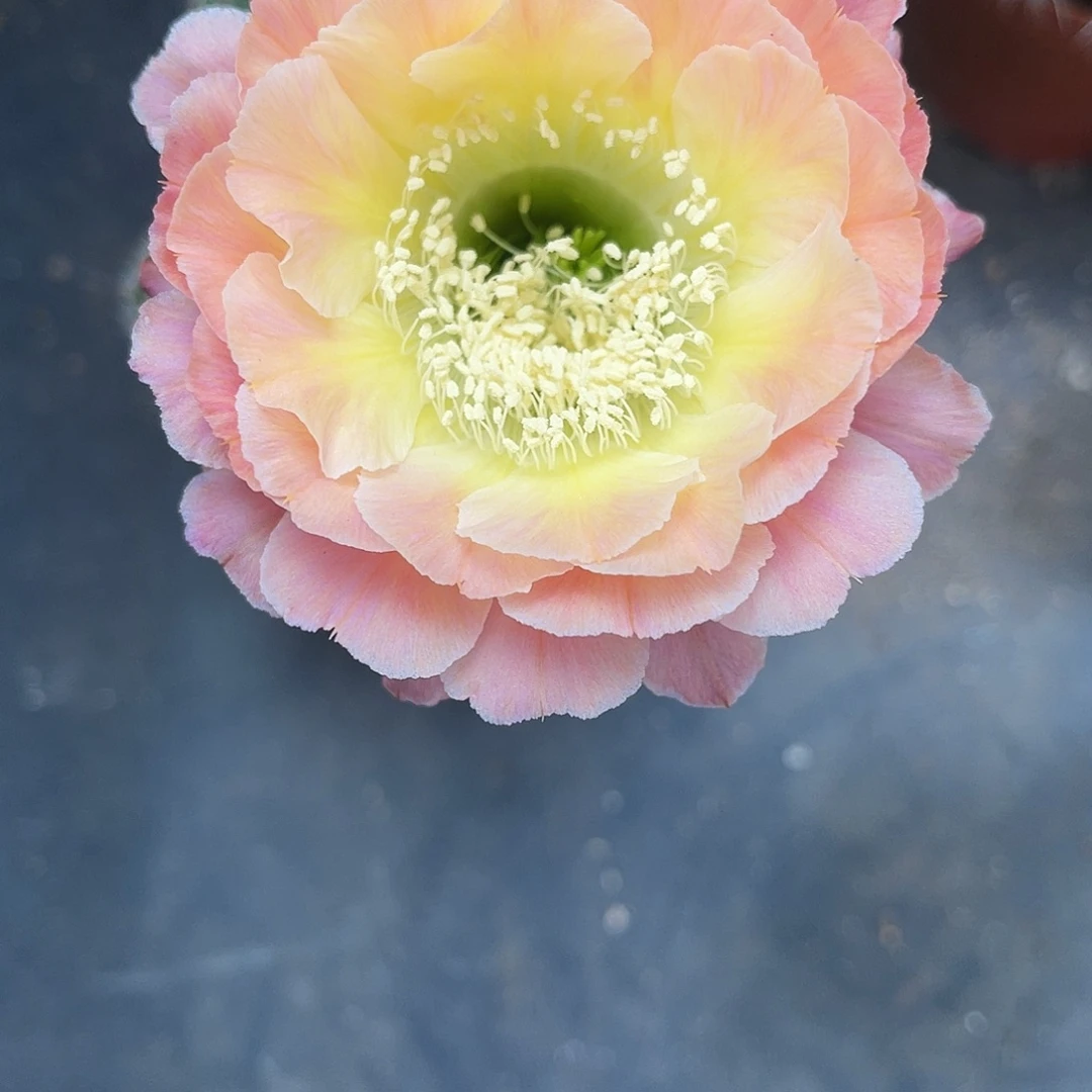 彩草落日侧芽3公分左右