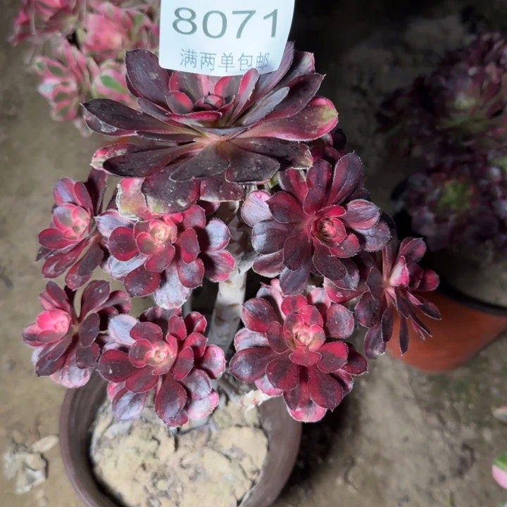 8071香奈多肉植物