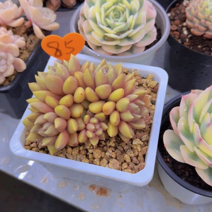 水*儿85多肉植物一物一拍