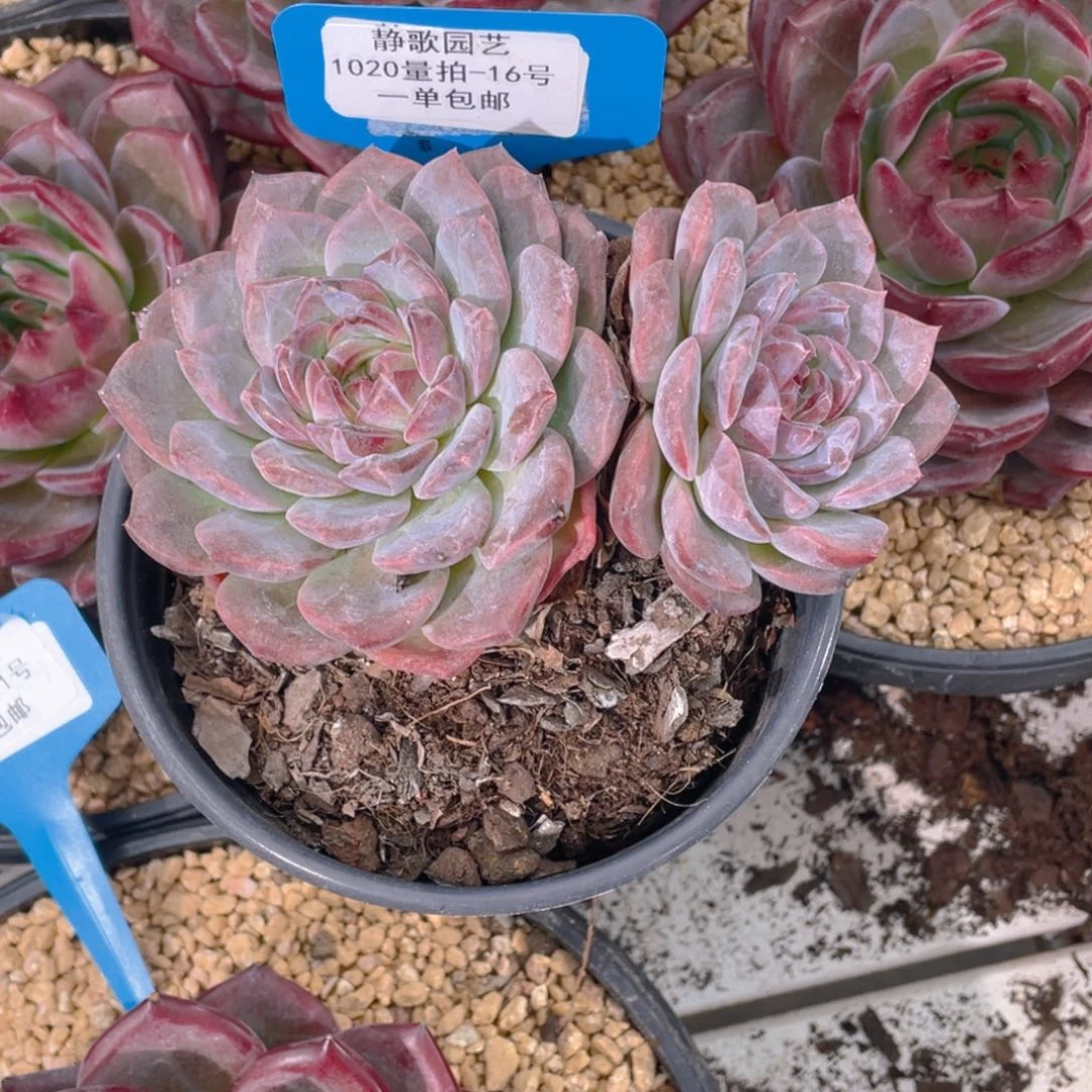 1020-16-飘支糖心琥珀一刻