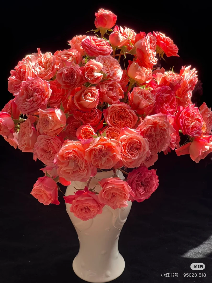 【好物鲜花】A级稀有炫舞多头玫瑰10只 两单包邮