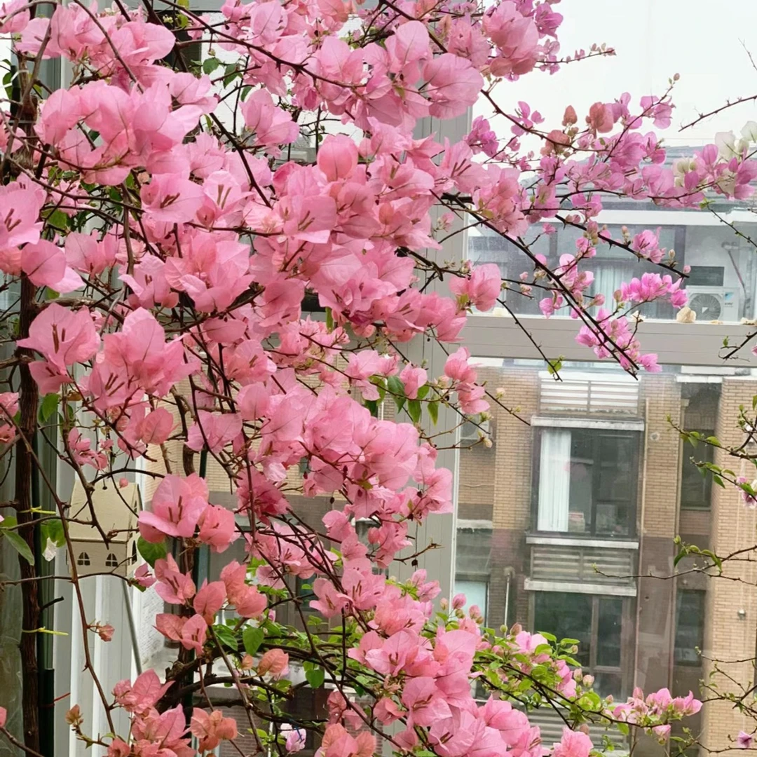 【橙粉公主】三角梅可爬藤可垂丝不带花不带盆鲜活好养不带花