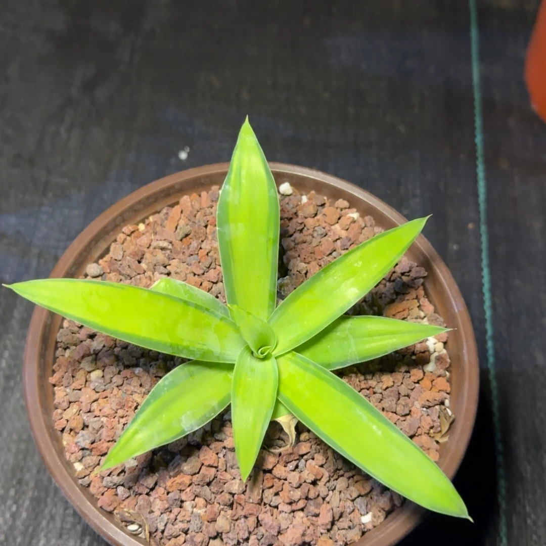 多肉植物狐尾黄中斑暗锦