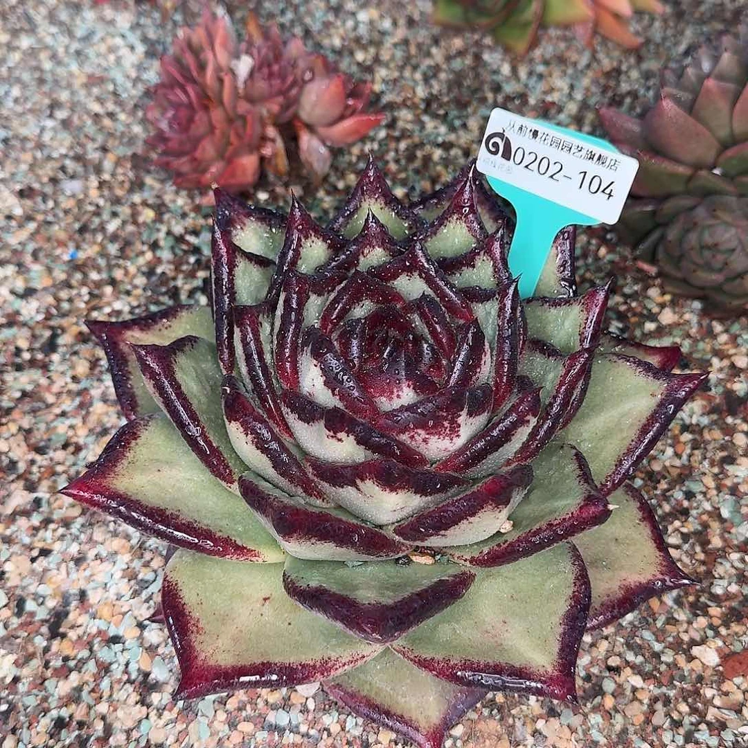 从前慢花园东云系多肉0202-104