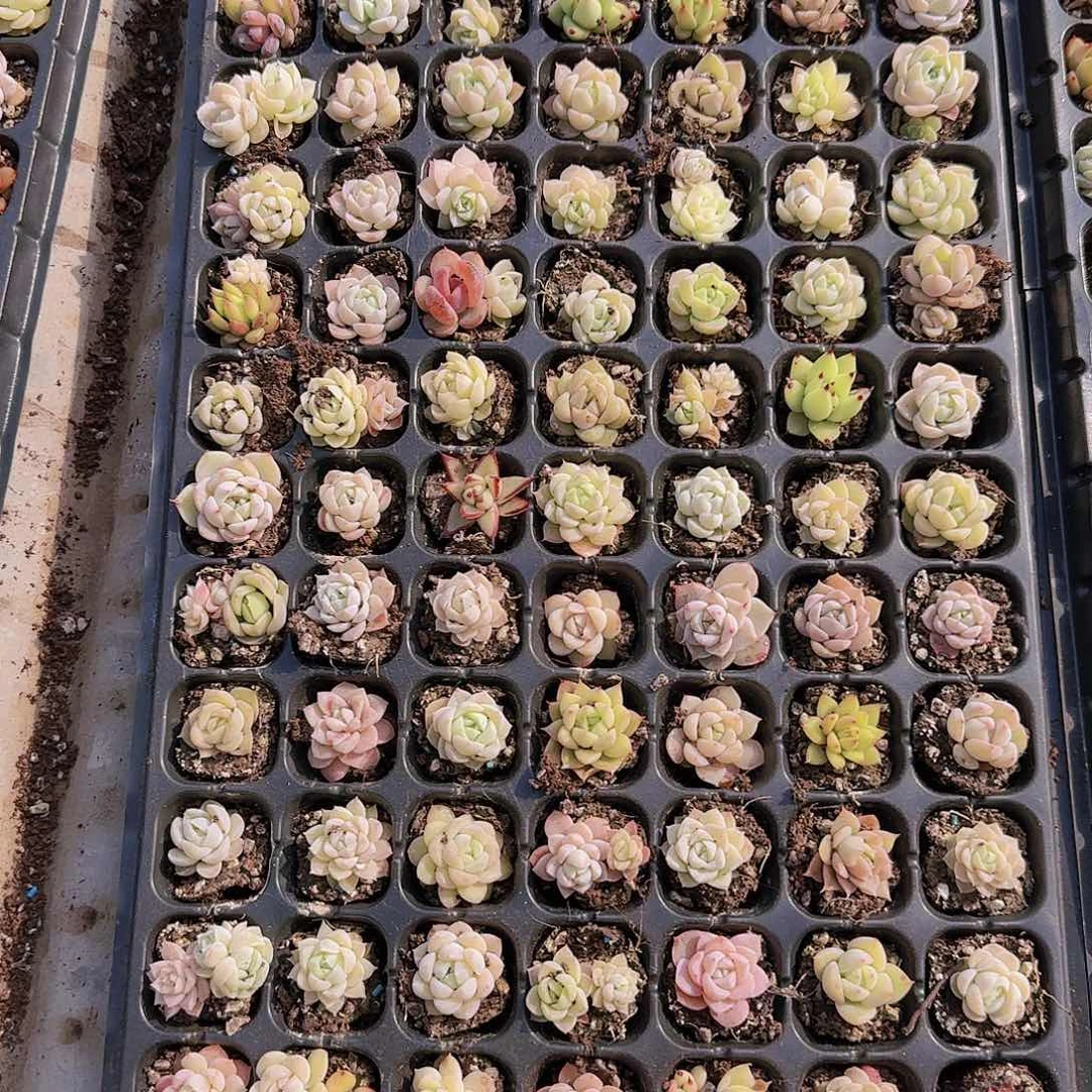 直播一物一拍多肉23