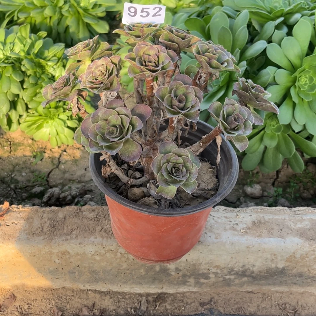 魅金玫瑰952不包断枝