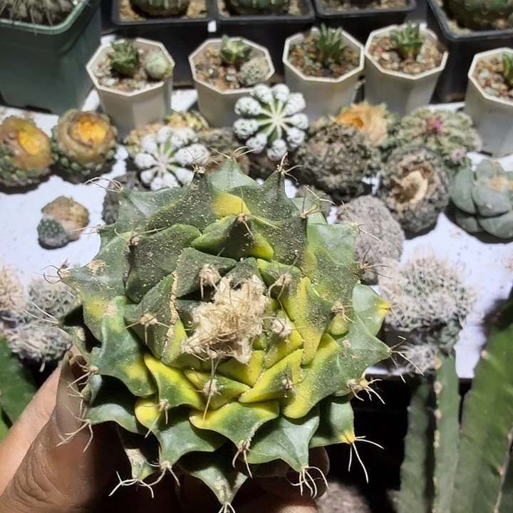 谛观锦仙人球开花嫁接
