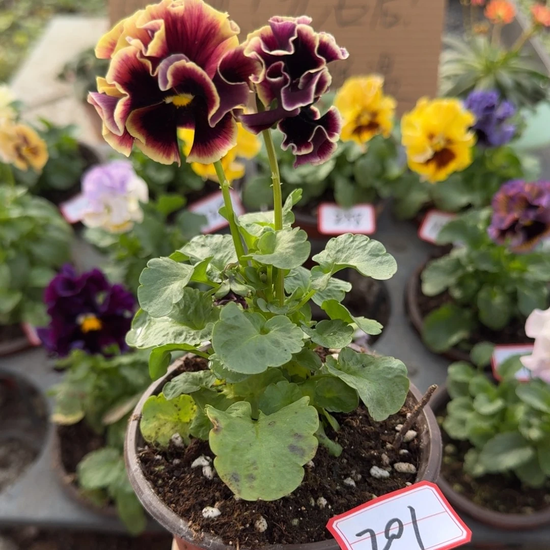 大部分花苞少量开放201