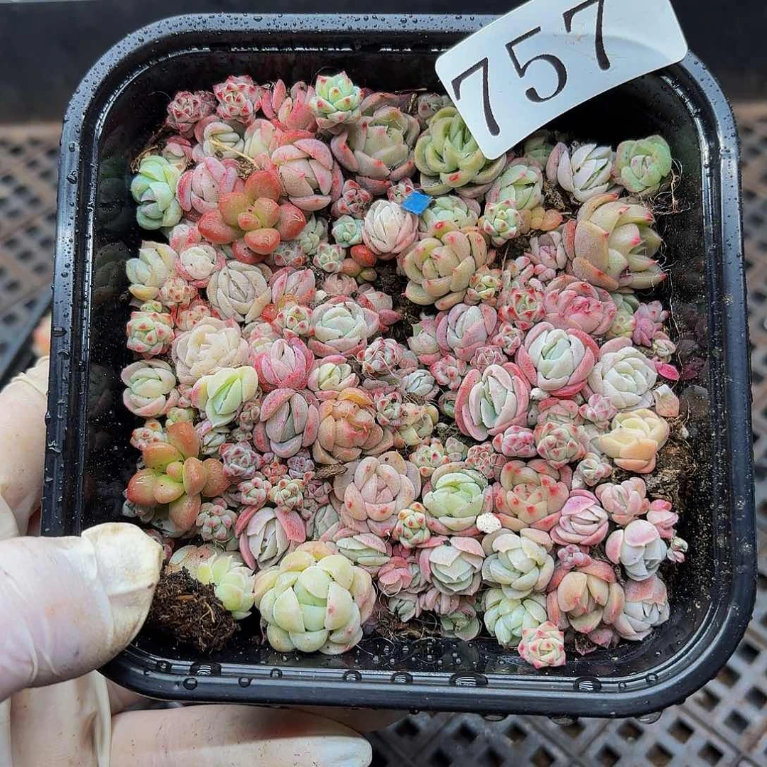 多肉植物多肉植物757