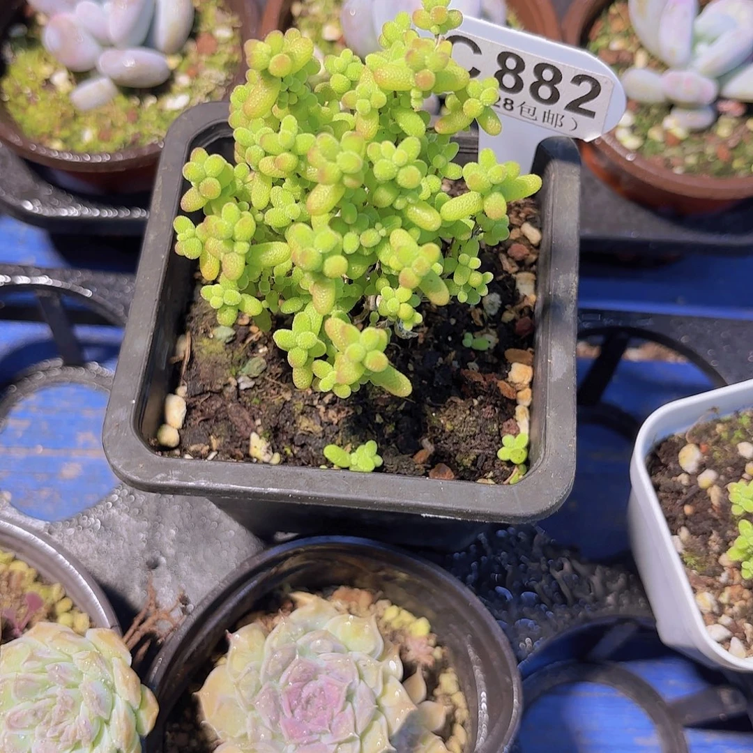 C882金桔一物语拍