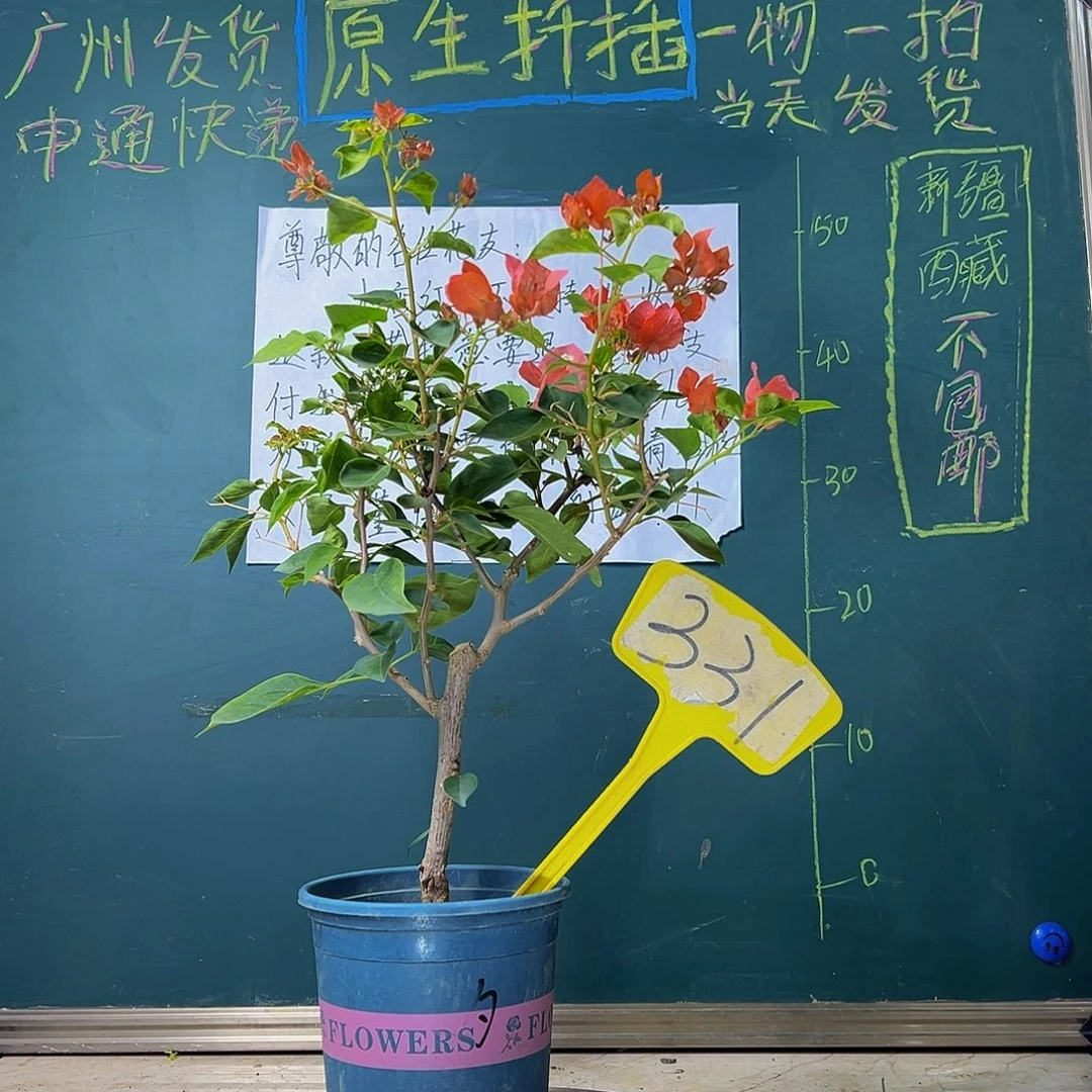 当前无花栽培后可以开花 暗斑夕阳红 331