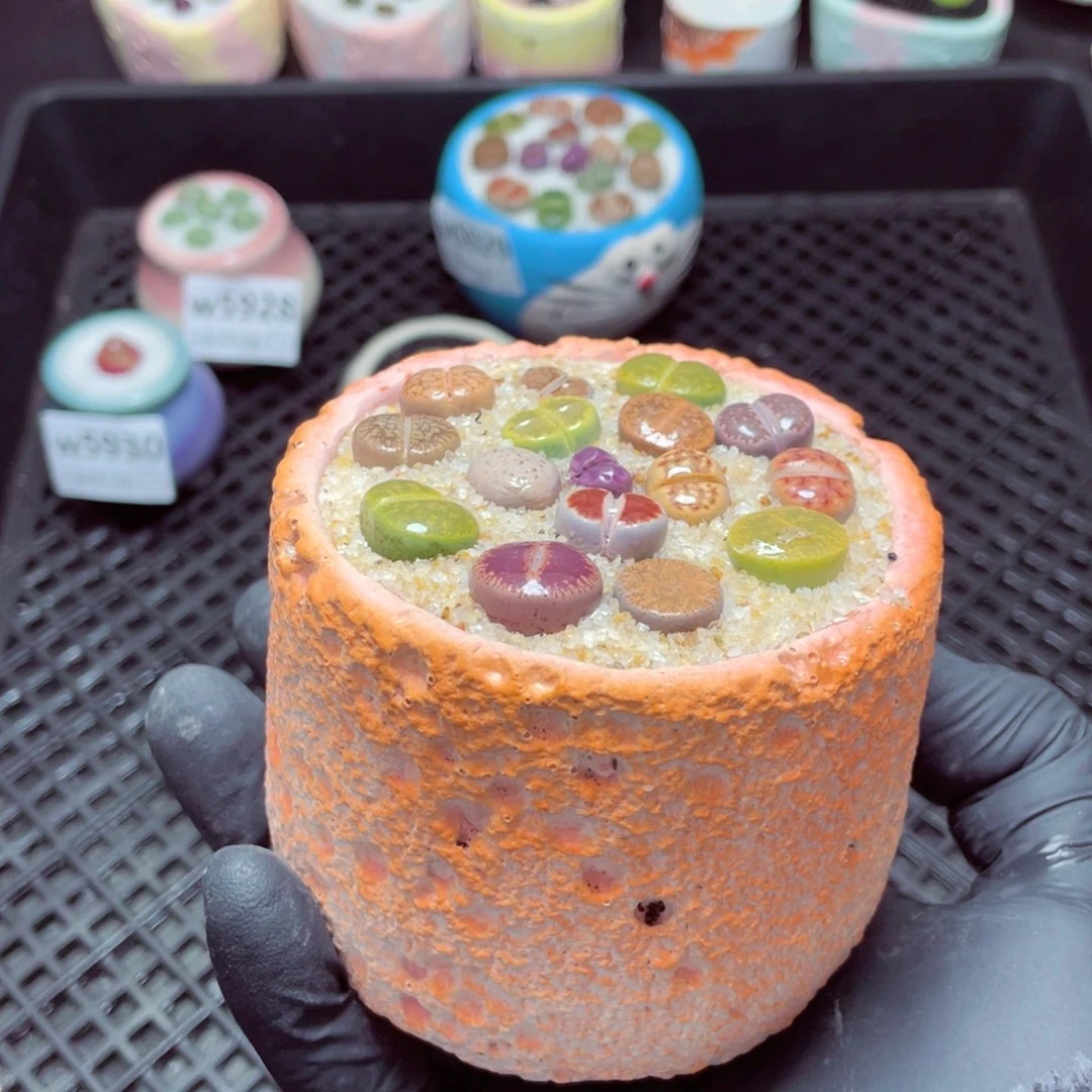 w5931--带盆土发货，零下地区拍保温箱