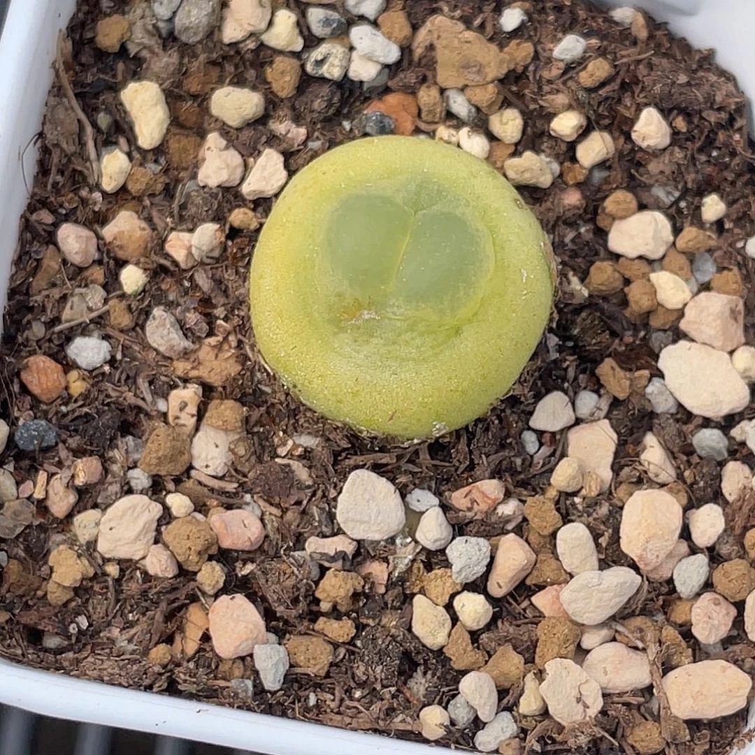 29-6拉登多头植物