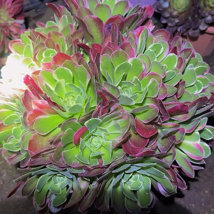 精品雨花石巨无霸福利25