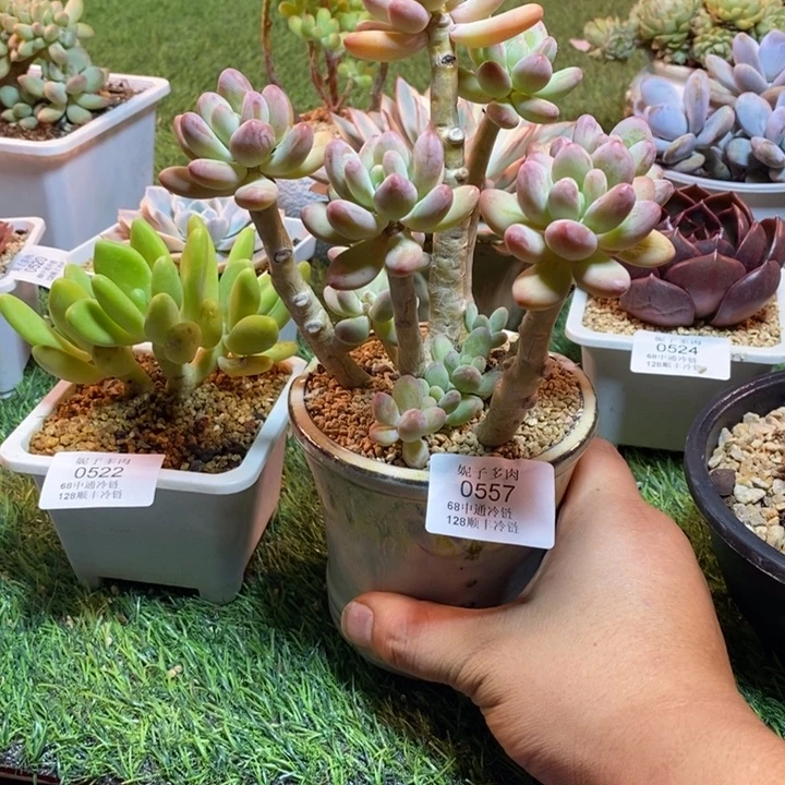 0557啊啊啊啊啊啊啊啊