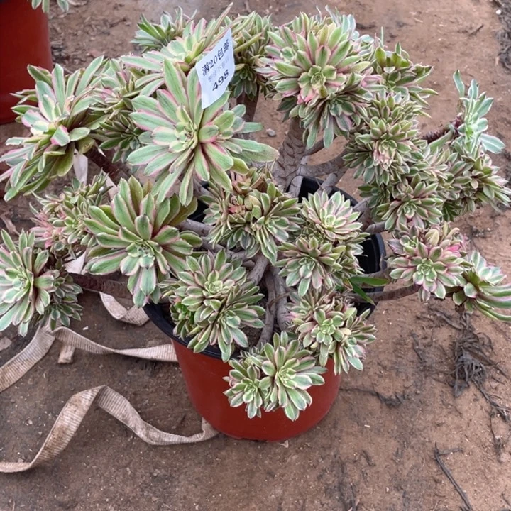 498粉黛法师多肉断枝不售后