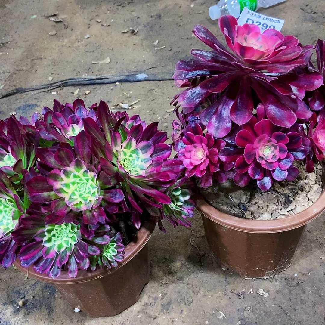 多肉29000000000000