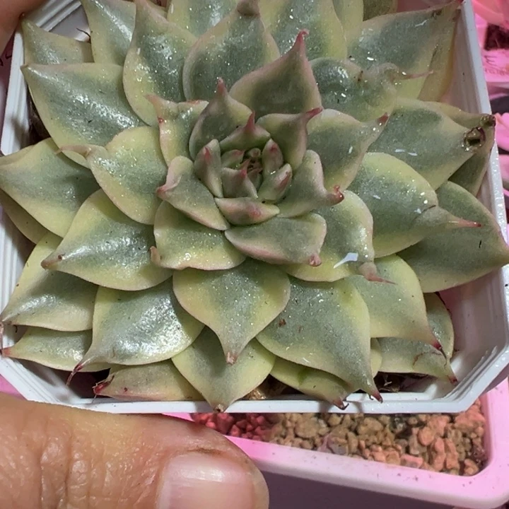 银星变异锦多肉植物老桩