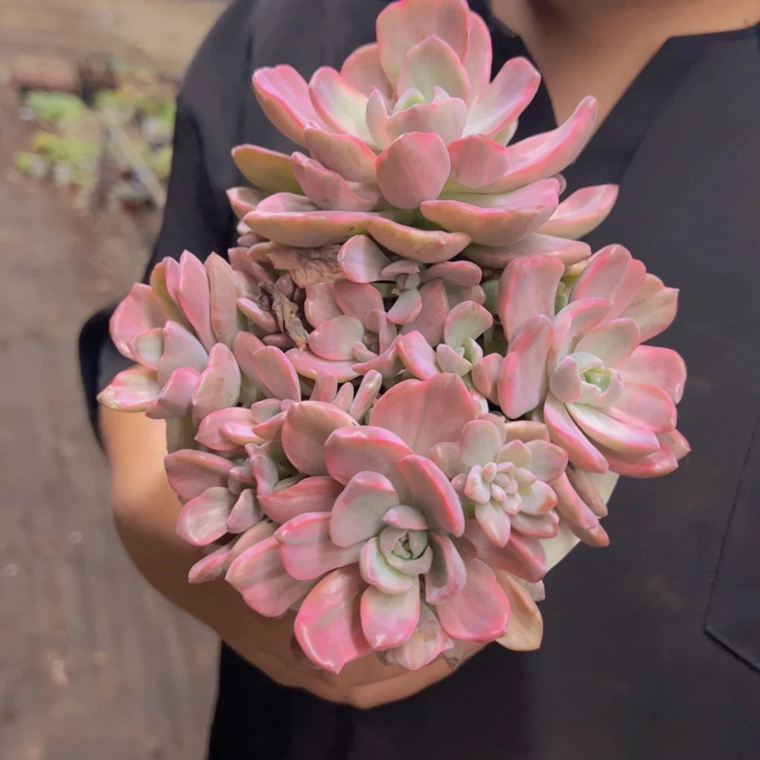 理查德夫人整装整群