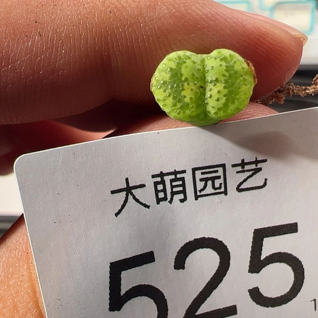 0000525 一物一拍绿野仙踪勋章