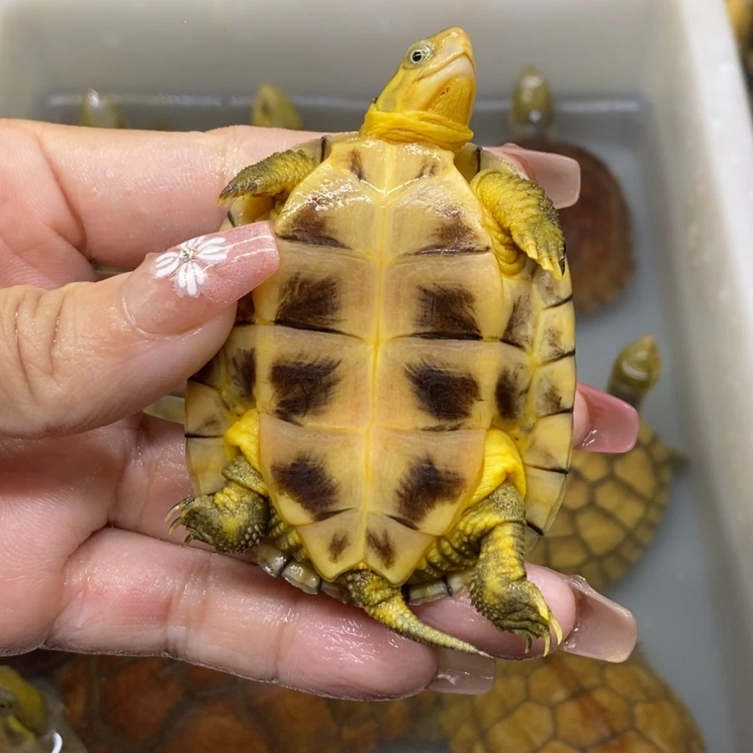 ^***^母绿毛龟黄喉小青龟本土国龟