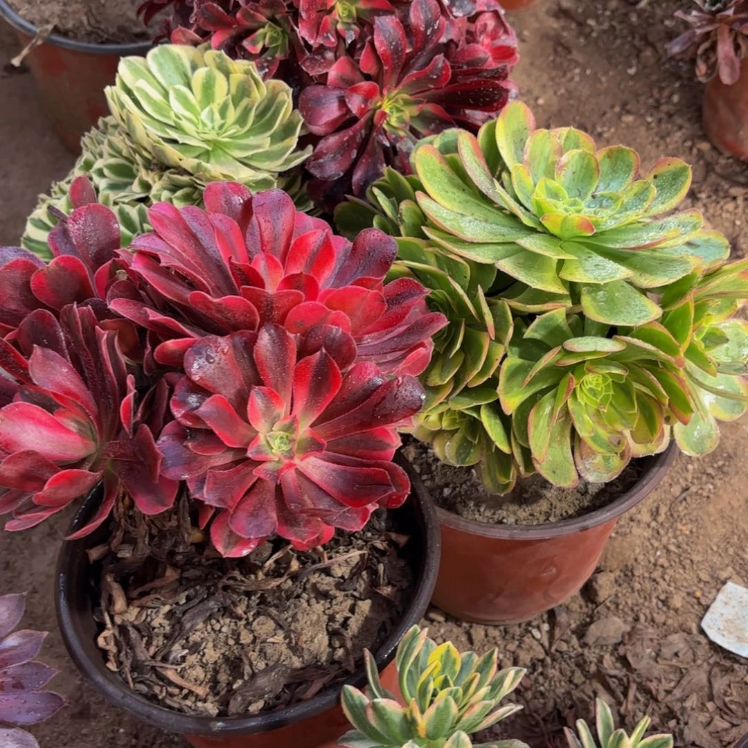 美杜莎，奶白各一颗9.9