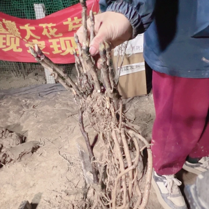 当前无花栽培后可以开花豆绿