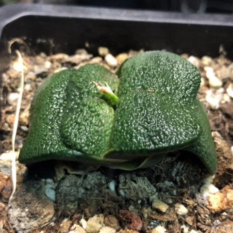 宇*蜗牛军配哈哈哈哈