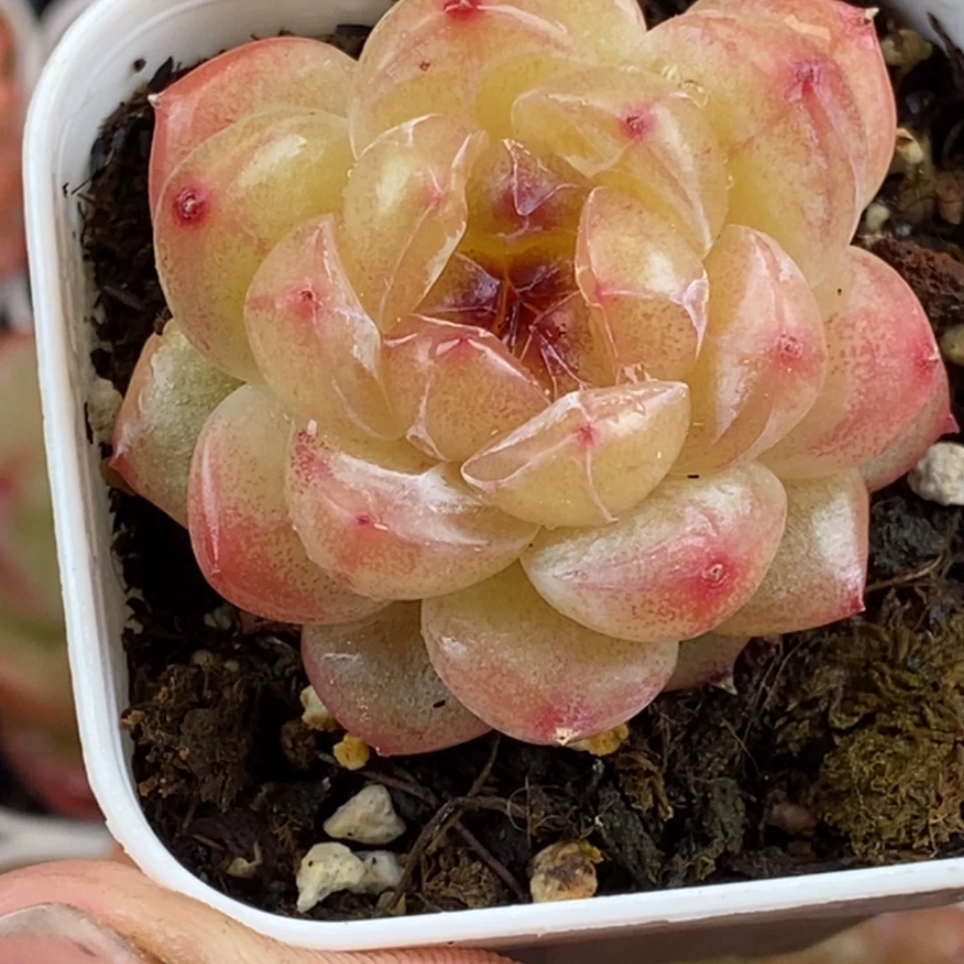 天官赐福百无禁忌