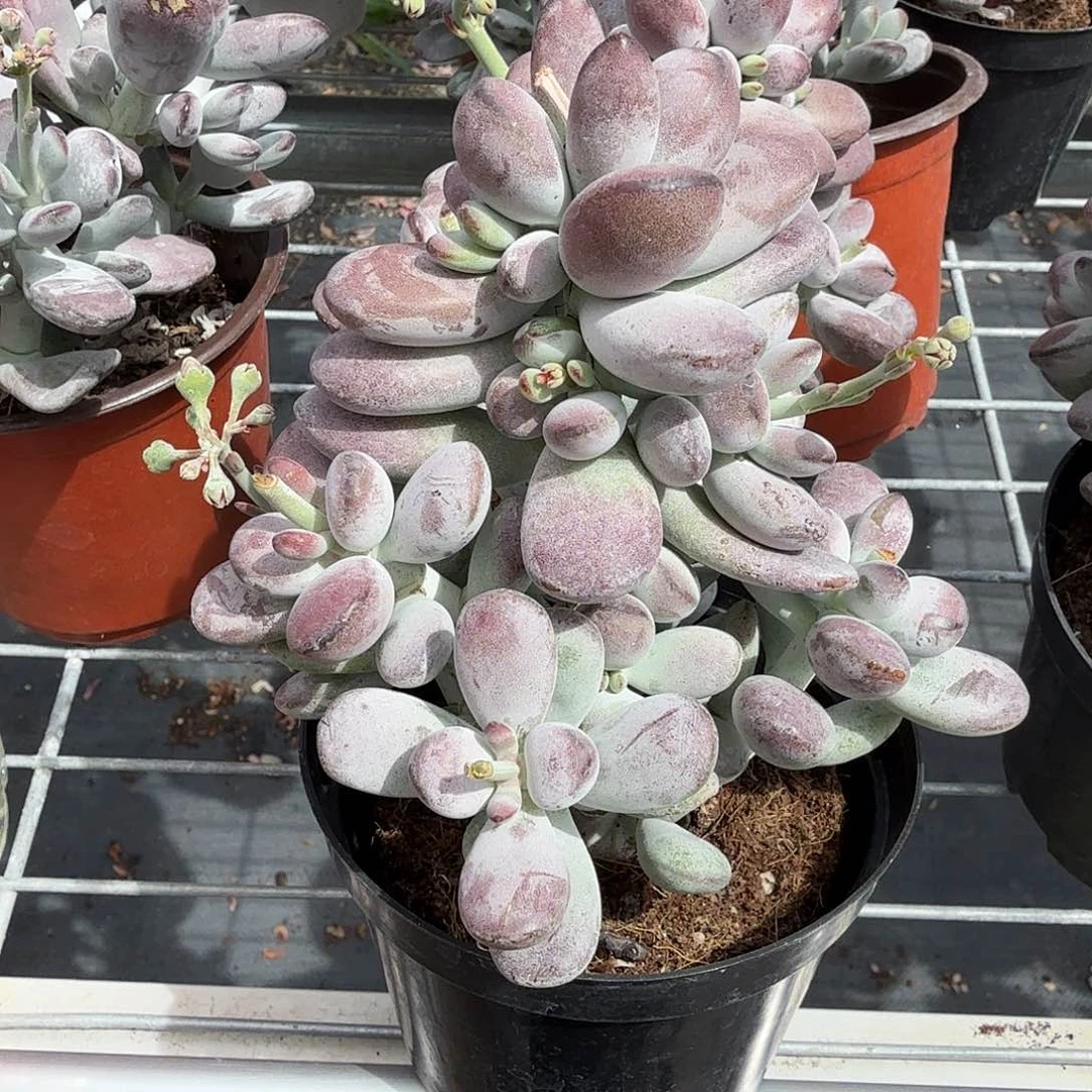 乒乓度娘多肉植物精品