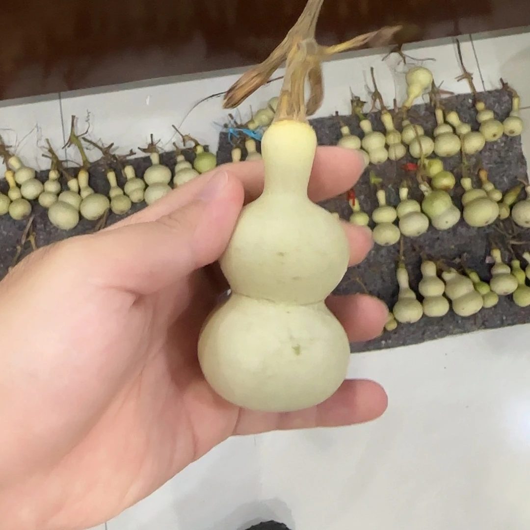 韩***长葫芦dnsndjsxnsnsnsn