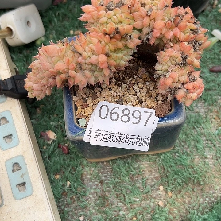 幸运儿是一位非常优秀且