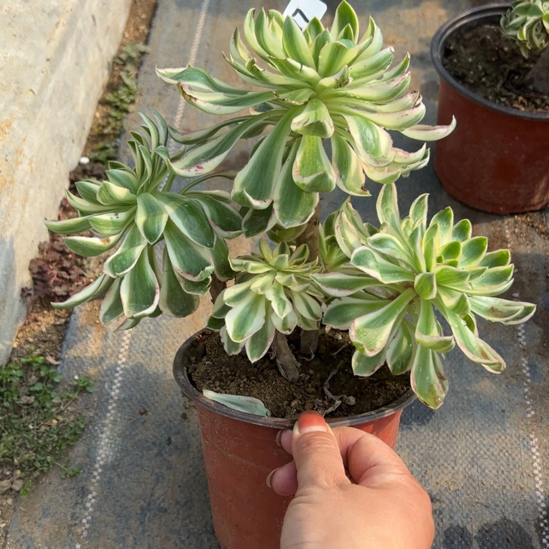 77青莲多肉植物多肉