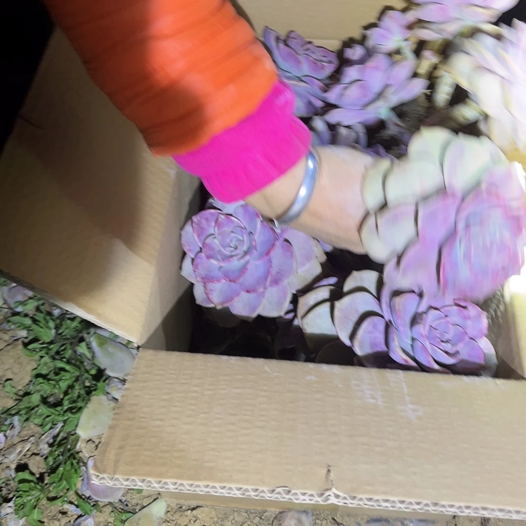 一***深64号紫乐断枝断头不售后