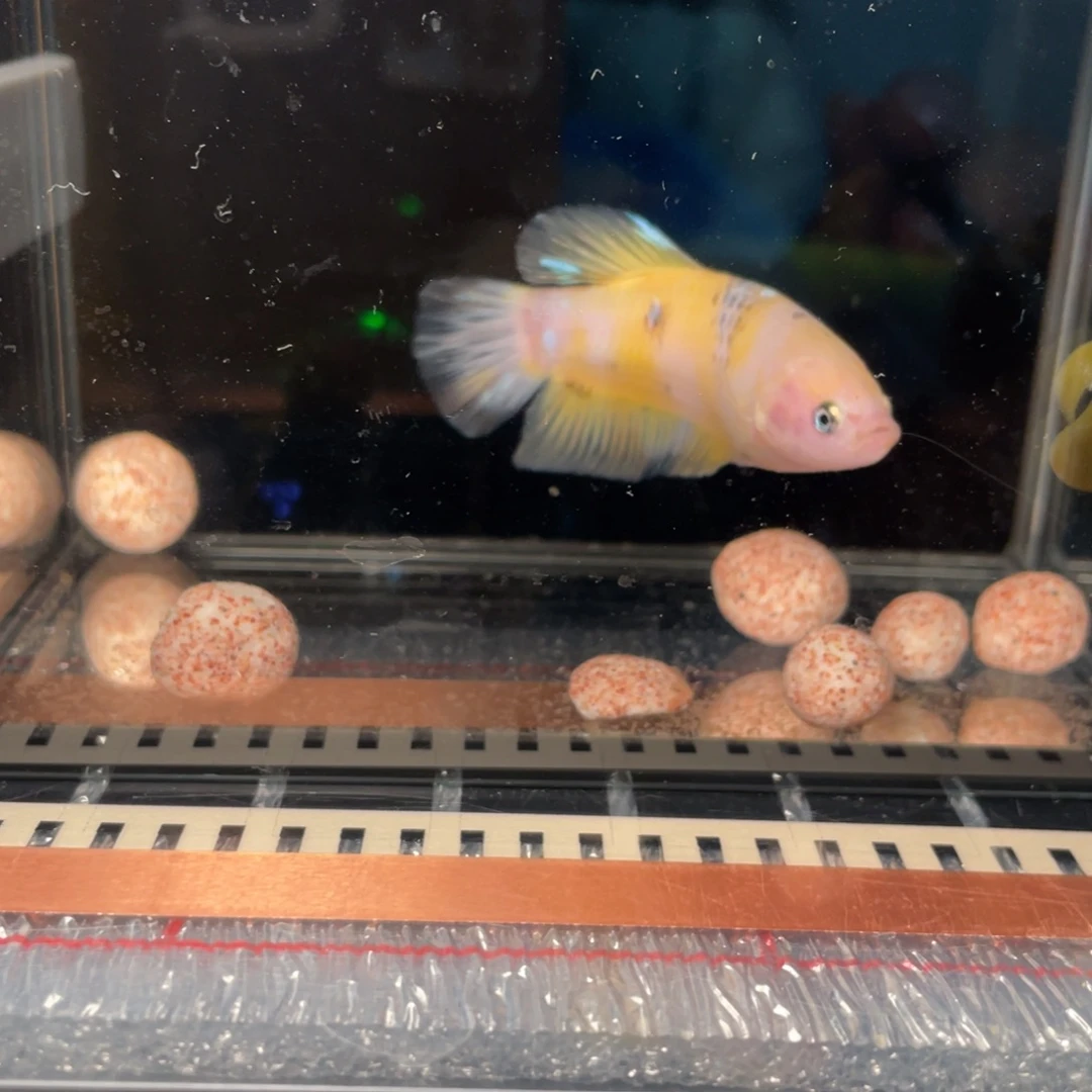 斗鱼1.5。将军 120