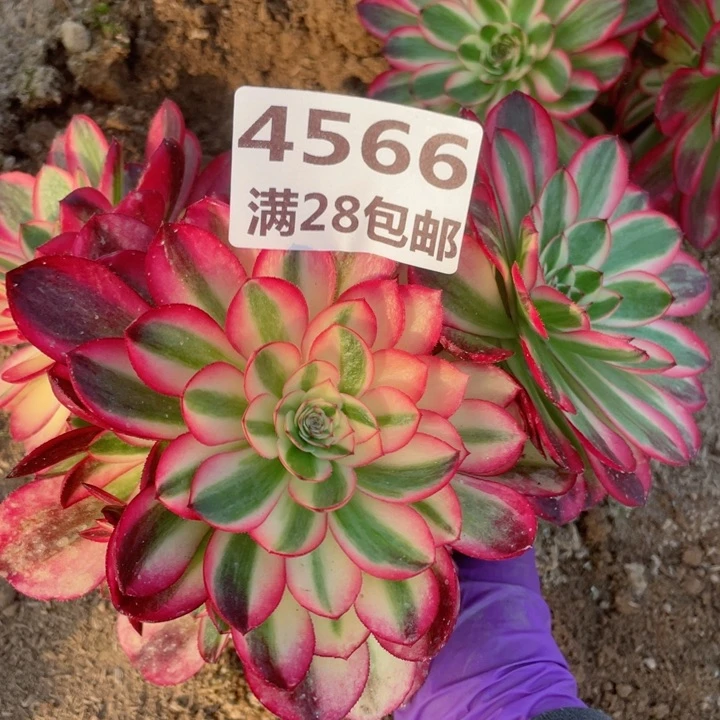 4566二号棚倾城多肉植物L