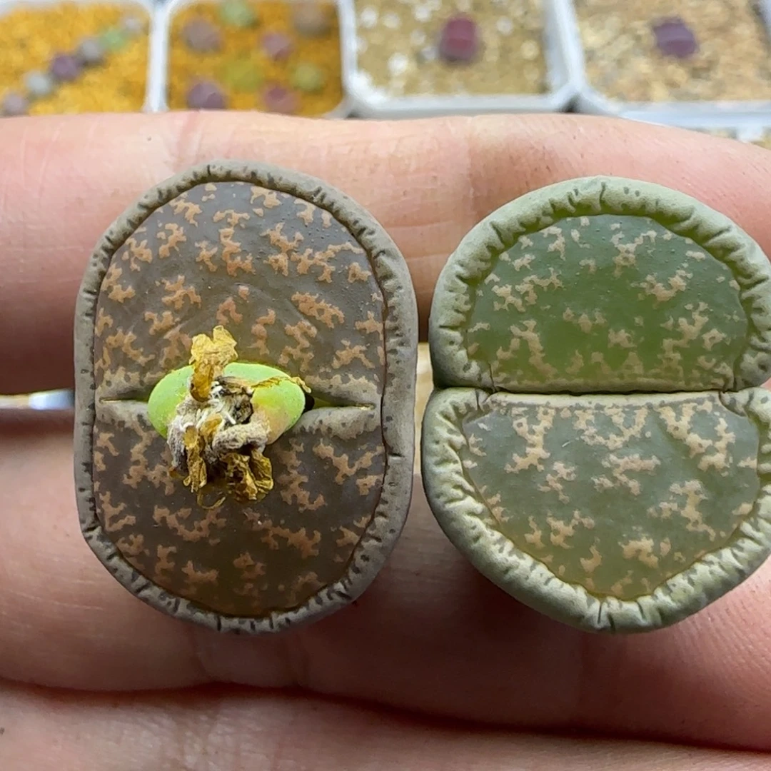 413金伯利清框福利30包邮