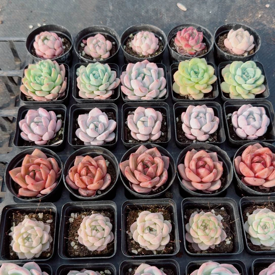 多肉杂交三十颗量拍1-25下午场水泵那条