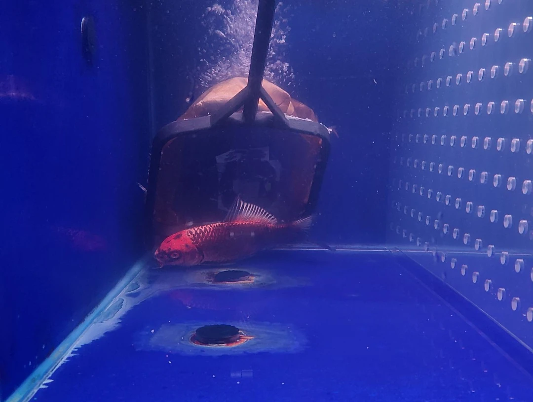 蝴蝶鲤鱼灰鳍黑红猫