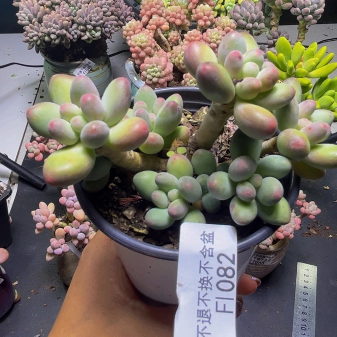 苹果奶酪082/8cm多肉