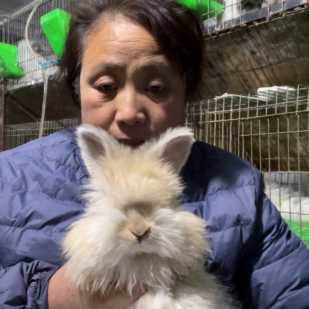 宠物兔英系安哥拉兔