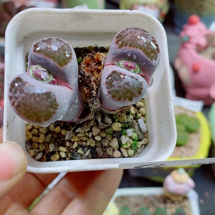 生石花花花花花花花花460