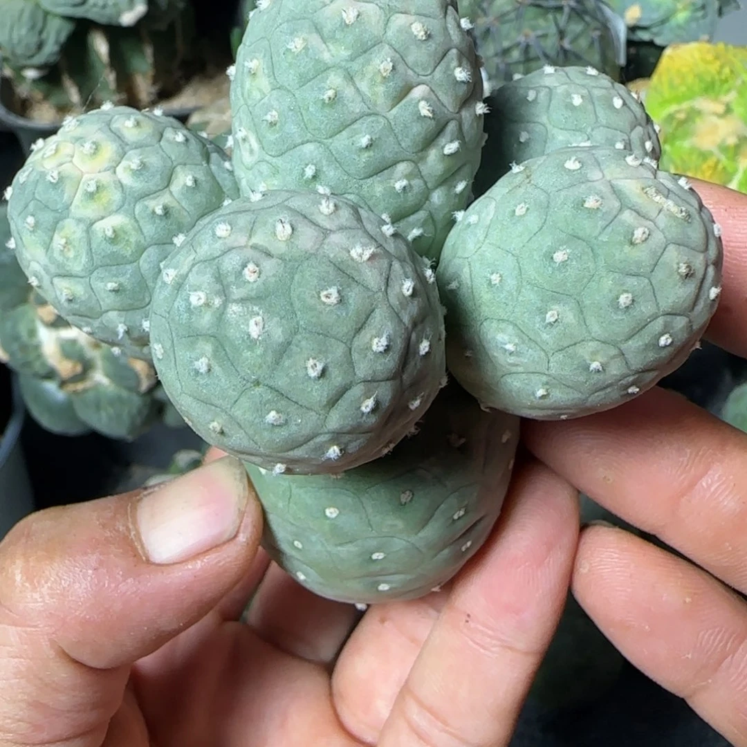 【闪购商品】无花朵六头圆球龙鳞纹959