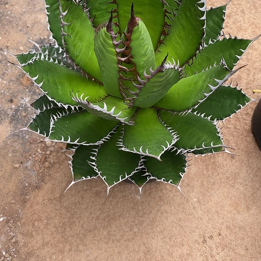 多肉植物龙蛇兰植物