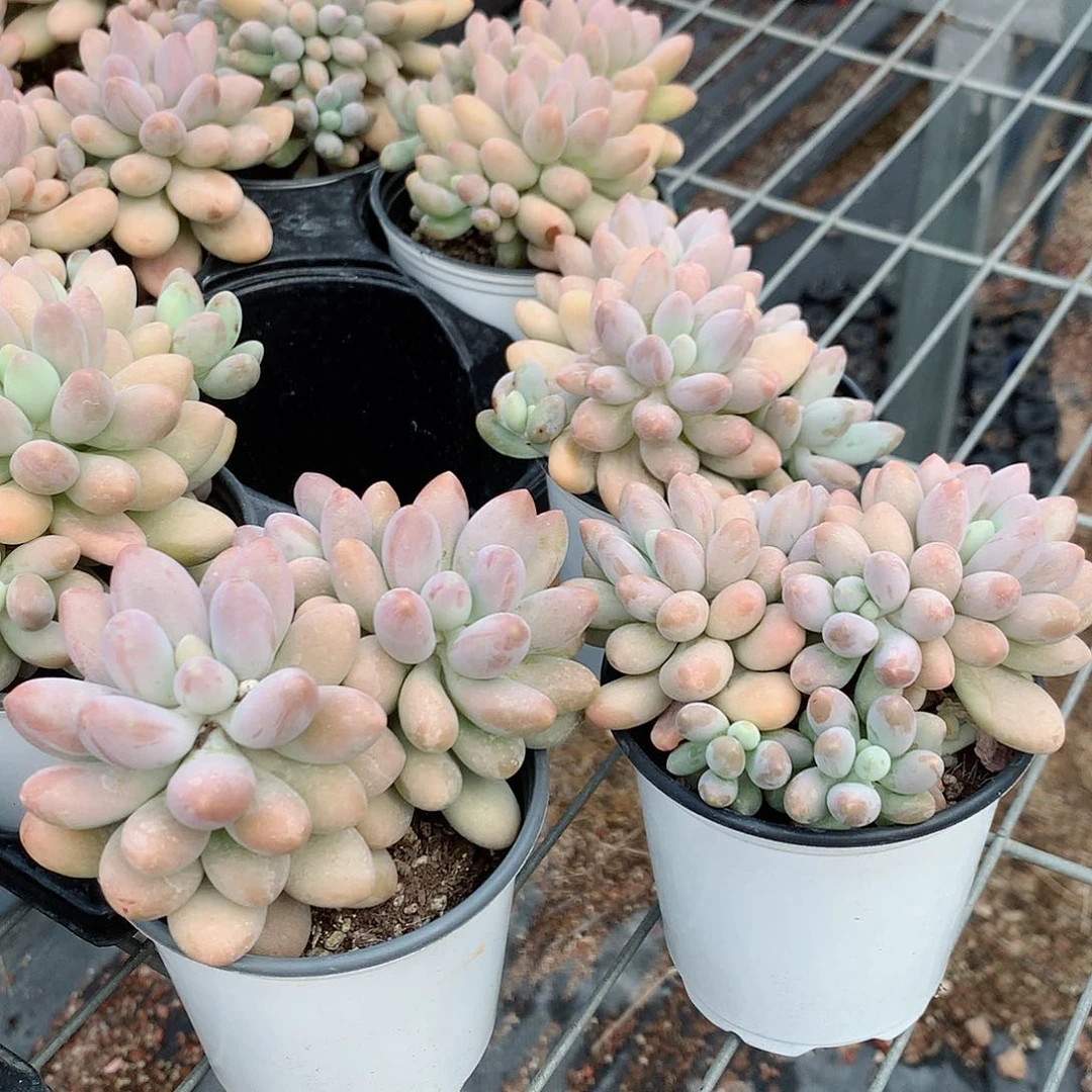 粉色恋人5888889999999999