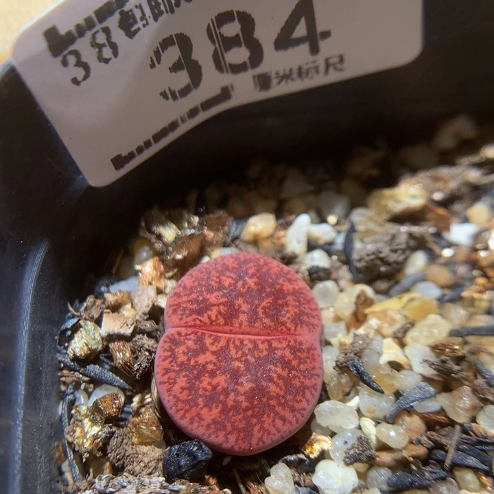 Sss石石花多肉384