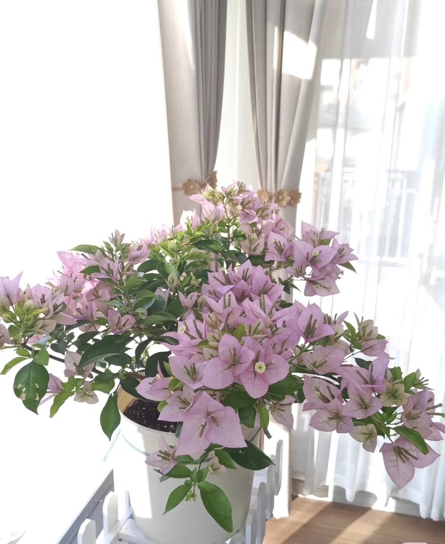 【丽娜/苹果花】三角梅直播间一物一拍，勤花品种好养