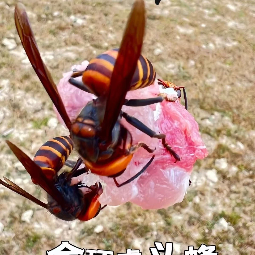 马蜂诱蜂水金环黑尾红娘虎头黄脚胡蜂户外招蜂引蜂药水