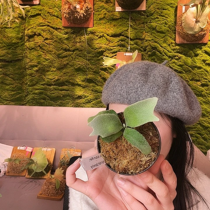 不开花植物Stemfern 混播