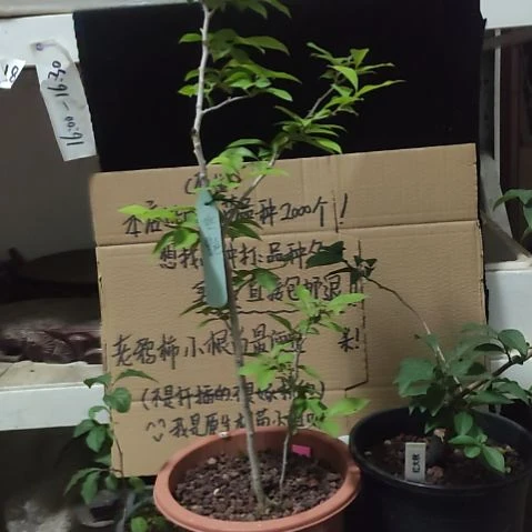 会***6无花朵边丝巛乜乜